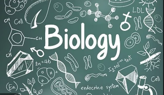 Meet Our IB and AP Biology Teacher: IB Chemistry Holiday Courses, Medical-School Preparation, and English Writing